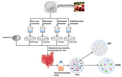 Positive effects of dietary fiber from sweet potato [Ipomoea batatas (L.) Lam.] peels by different extraction methods on human fecal microbiota in vitro fermentation